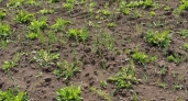 В одном из районов Иркутской области борются с угрозой нашествия саранчи