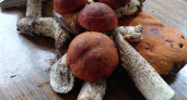 У нас в лесу появился необычный гриб: во Франции считается одним из самых дорогих и вкусных
