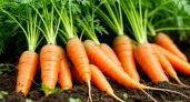 Сладкая, как мёд: "заряжаем" морковь в августе на обильный и вкусный урожай — каждая как с обложки