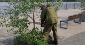 В Иркутске специалисты приводят в порядок зелёные насаждения