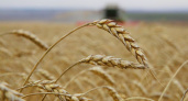 Иркутская область превысила плановый объем экспорта сельхозпродукции