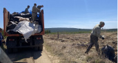 В Приангарье завершилась масштабная экологическая инициатива по оздоровлению лесных массивов