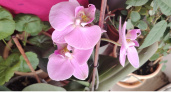 1 пипетка в горшок - и орхидея прет как ошалелая: цветы становятся яркими и крупными, видны за 100 метров