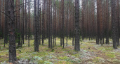 В Иркутской области пресекли незаконные рубки 1,6 гектара леса