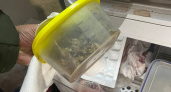 В Иркутске полиция ликвидировала наркоаранжерею в жилой квартире