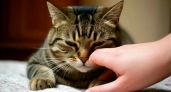 Почему кошка кусает руку когда её гладишь: причины и что делать