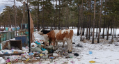 Экологическая угроза на Ольхоне: закрытая свалка продолжает разрастаться