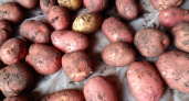2 сорта картошки "лучше мяса" - урожай по 1 тонне с двух соток: идеальна для "толченки", фри и даже драников 