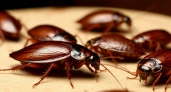 Почему тараканы такие живучие и как перекрыть им все дороги в вашу квартиру