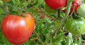 Самый сладкий сорт томатов-гигантов: урожай мясистых овощей будет радовать всегда – гарантировано собираю плоды по 800 г