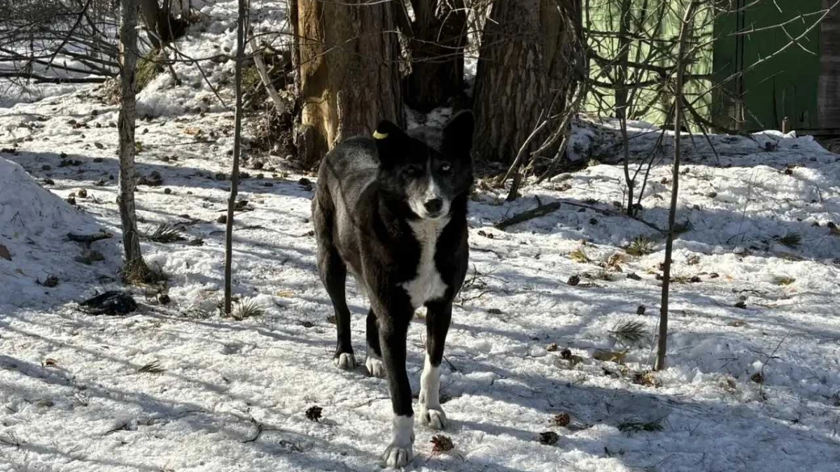 Жителям Иркутска напомнили, как избежать конфликта с бродячими собаками на улице