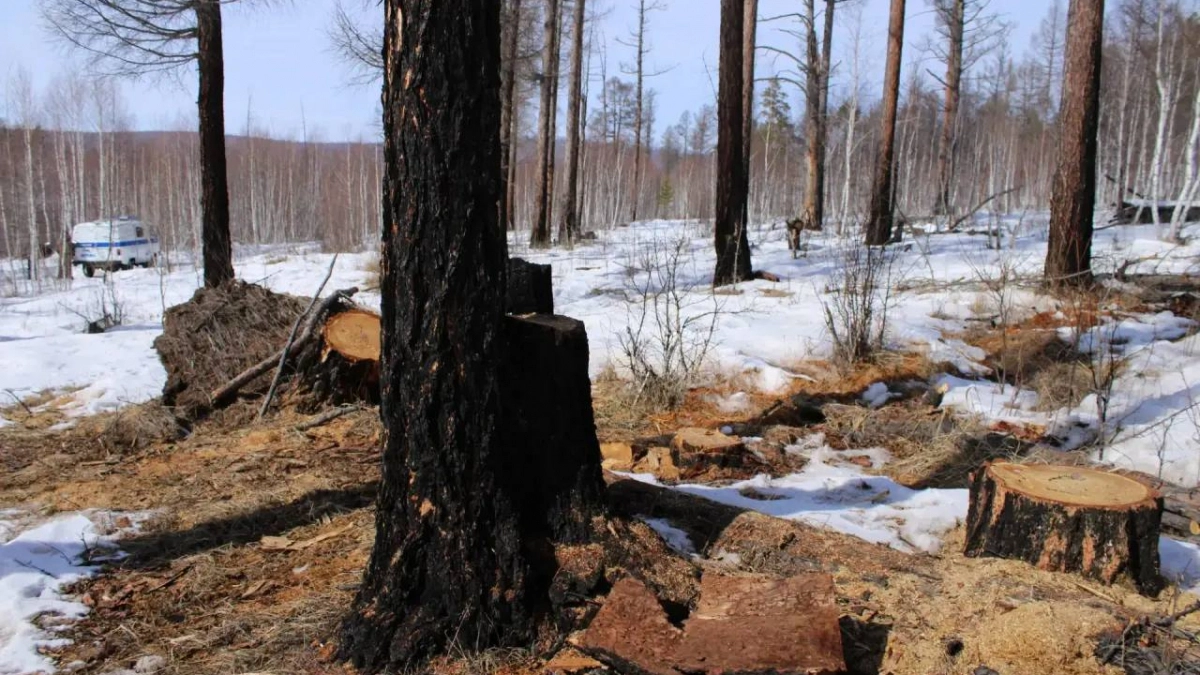 В Иркутской области выявили незаконную вырубку леса с ущербом более 300 тысяч рублей