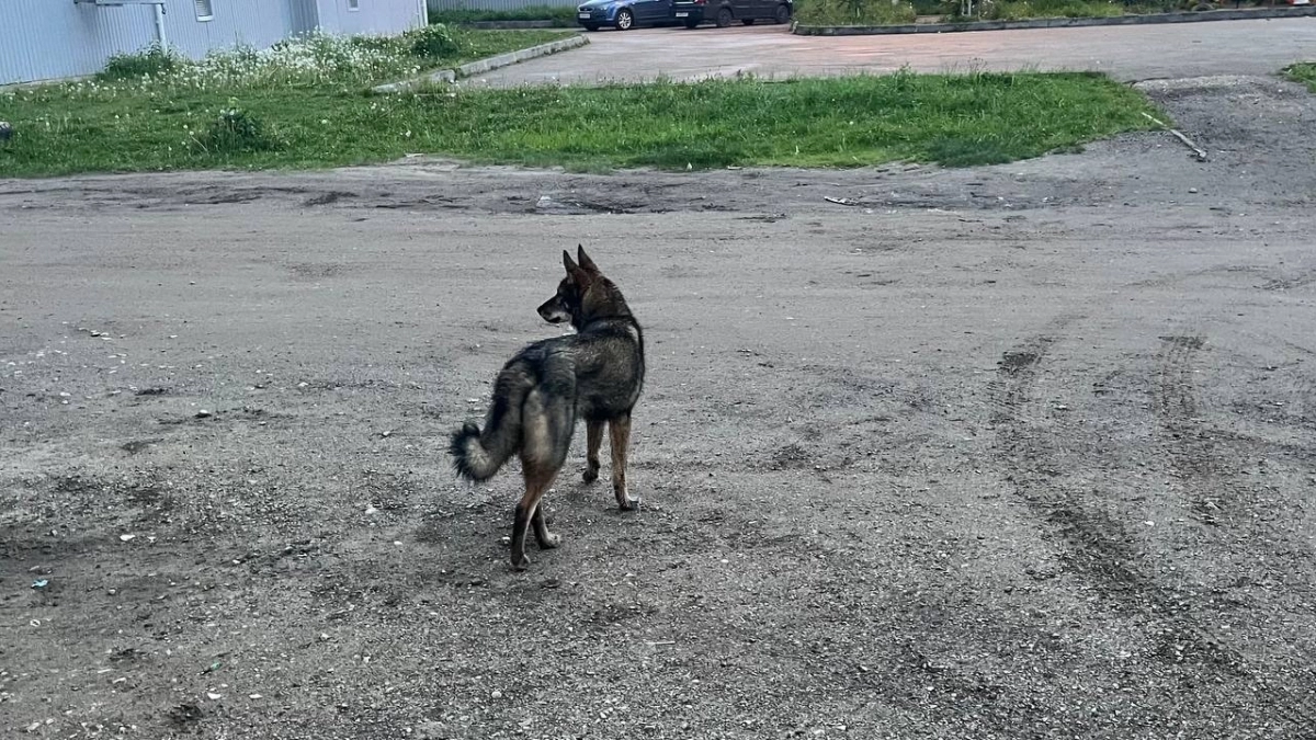 В Иркутской области разрешат усыпление агрессивных бездомных собак