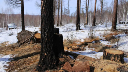 В Иркутской области выявили незаконную вырубку леса с ущербом более 300 тысяч рублей
