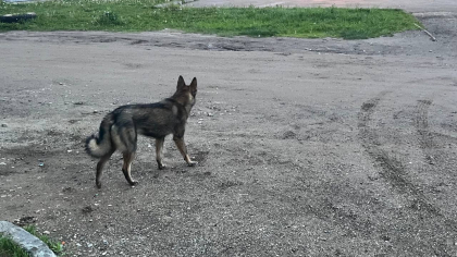 В Иркутской области ребёнку выплатят компенсацию после нападения собаки